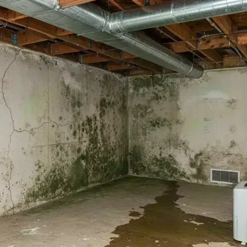 Professional Mold Removal in Alorton, IL